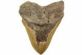 Huge, Fossil Megalodon Tooth - North Carolina #235516-1
